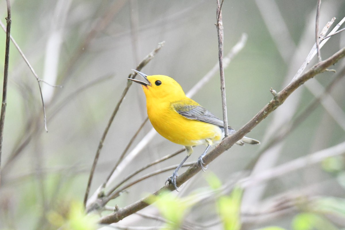 Prothonotary Warbler - ML571786861