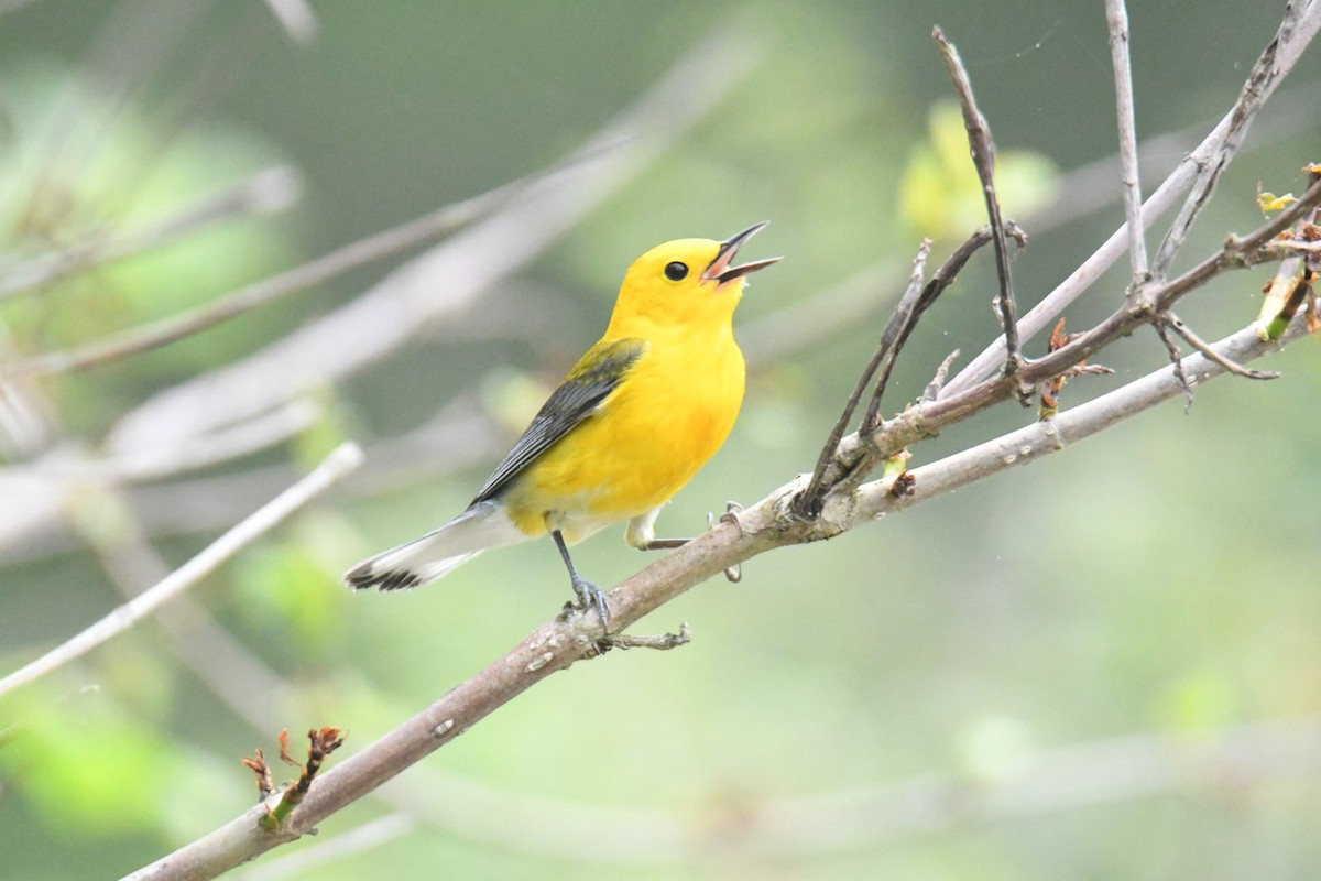Prothonotary Warbler - ML571786871