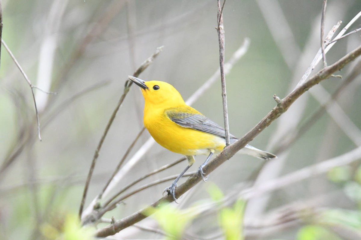 Prothonotary Warbler - ML571786881