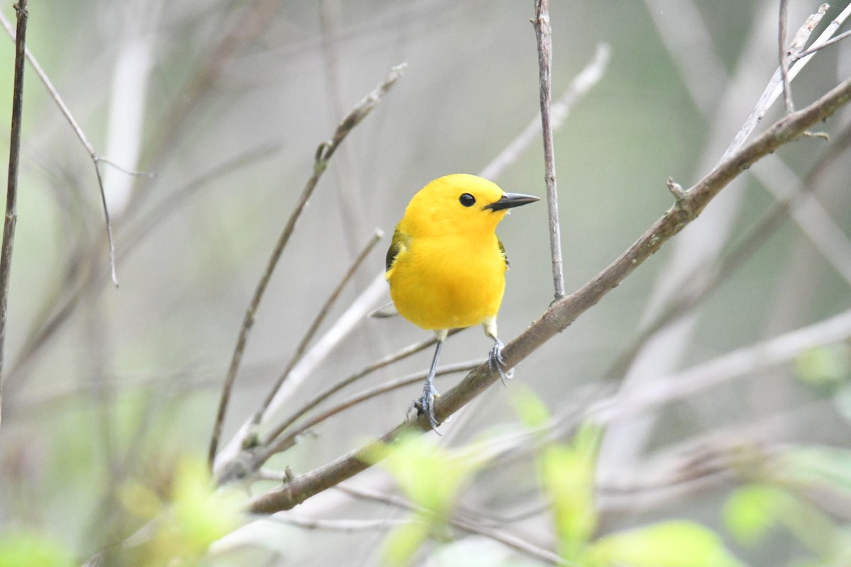 Prothonotary Warbler - ML571786891