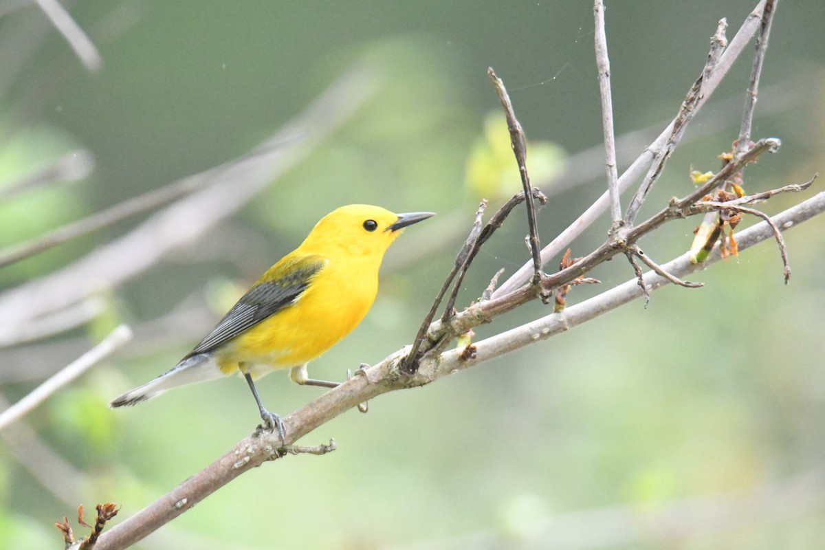 Prothonotary Warbler - ML571786901