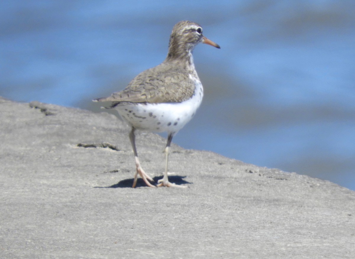 Spotted Sandpiper - ML57178731