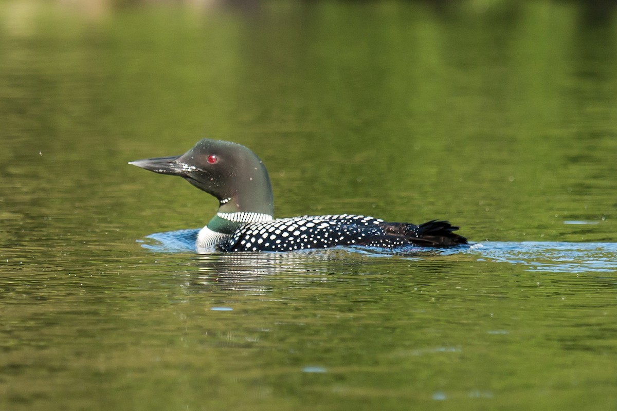 Common Loon - ML57178811