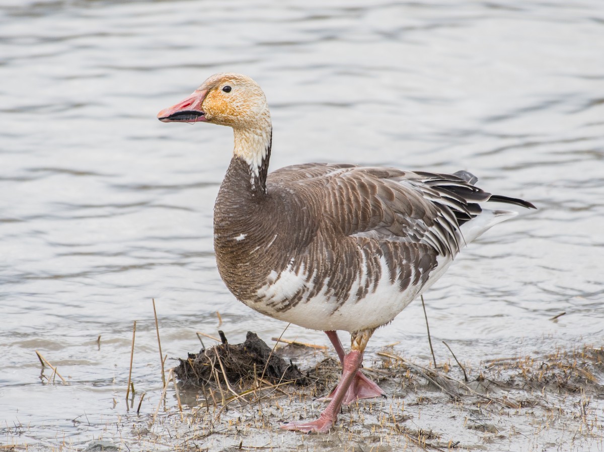 Snow Goose - Simon Boivin