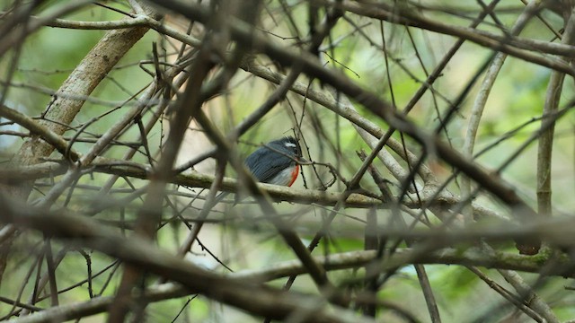 dvergmotmot - ML571789481