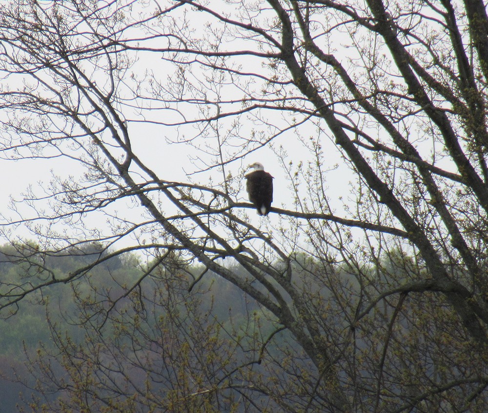 Bald Eagle - Anne Marie Johnson