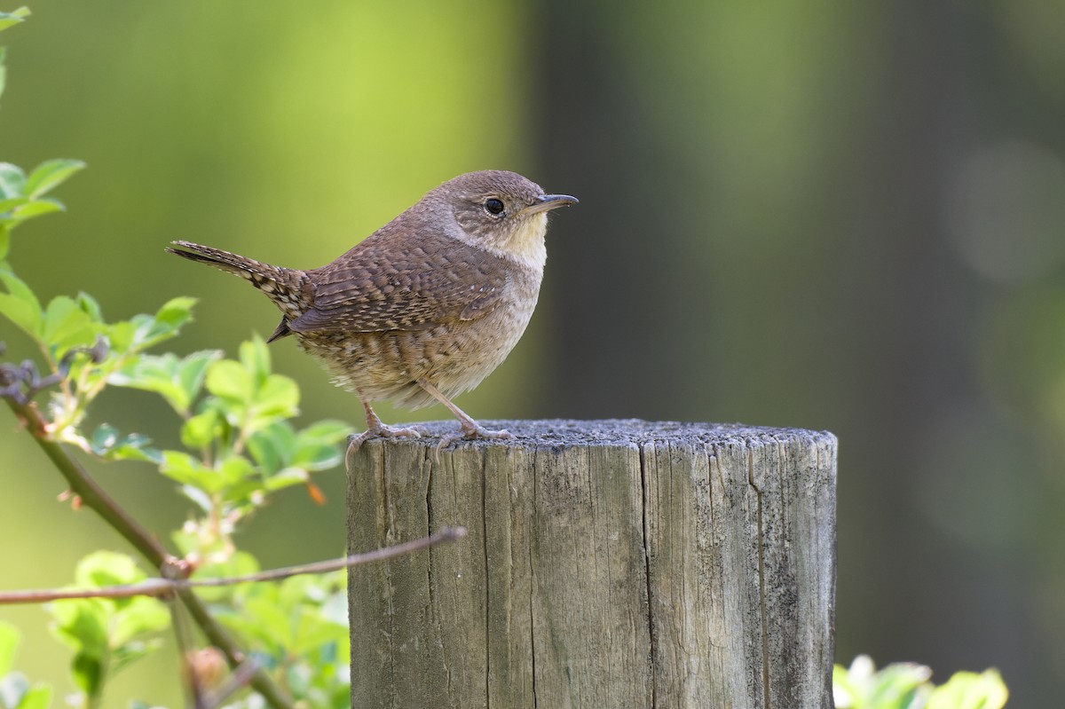 Northern House Wren - Grace C