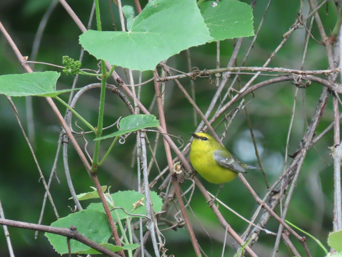 Blue-winged Warbler - ML571790081