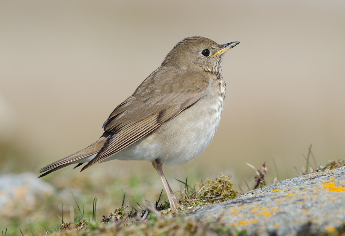 Gray-cheeked Thrush - Alix d'Entremont