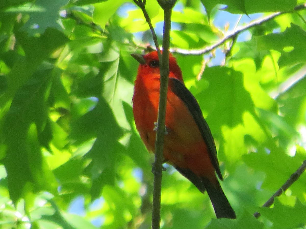 Scarlet Tanager - Thomas F