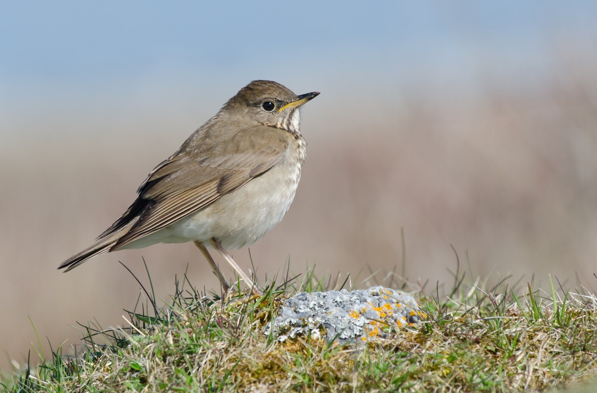 Gray-cheeked Thrush - ML57179141