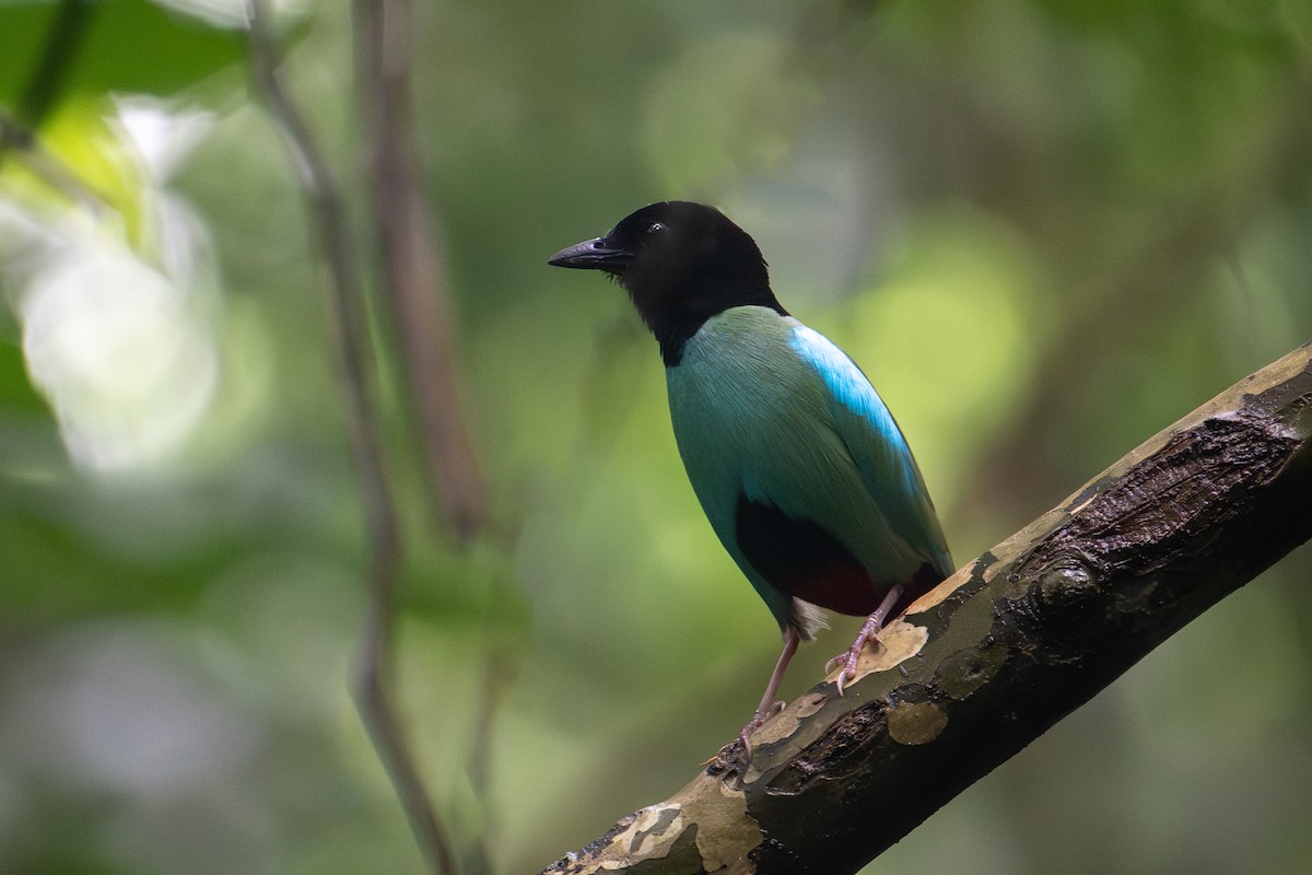 Western Hooded Pitta (Philippine) - ML571792171