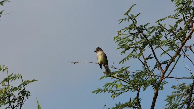 White-throated Flycatcher - ML571792771