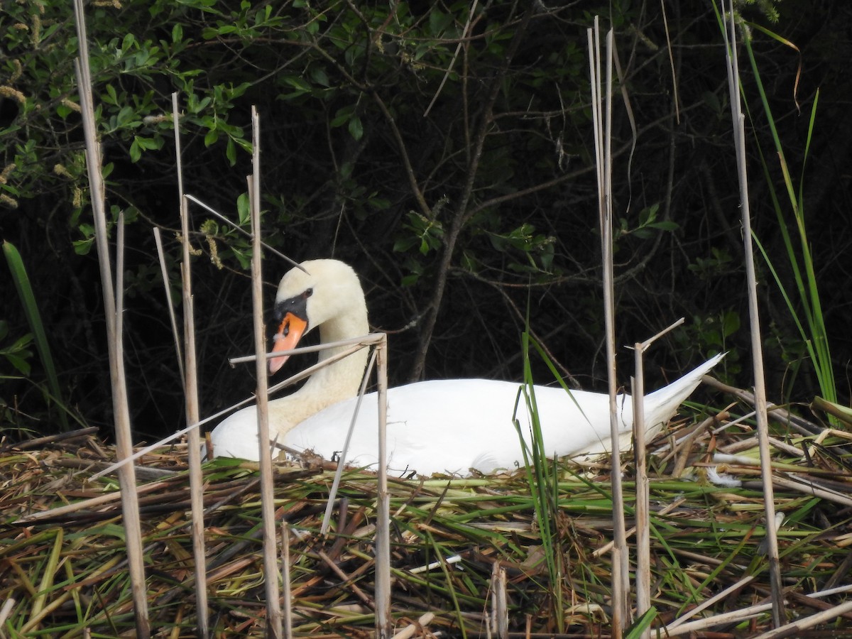 labuť velká - ML571793201