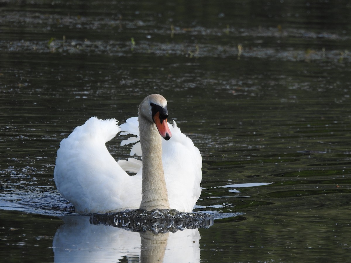 Mute Swan - ML571793241