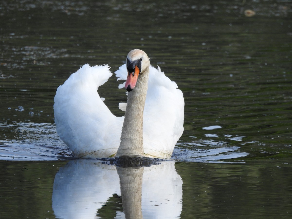 labuť velká - ML571793311