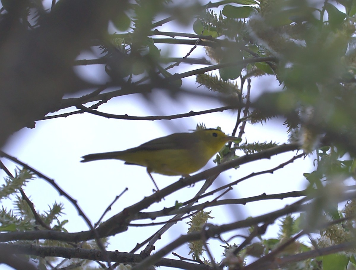 Wilson's Warbler - ML571793331