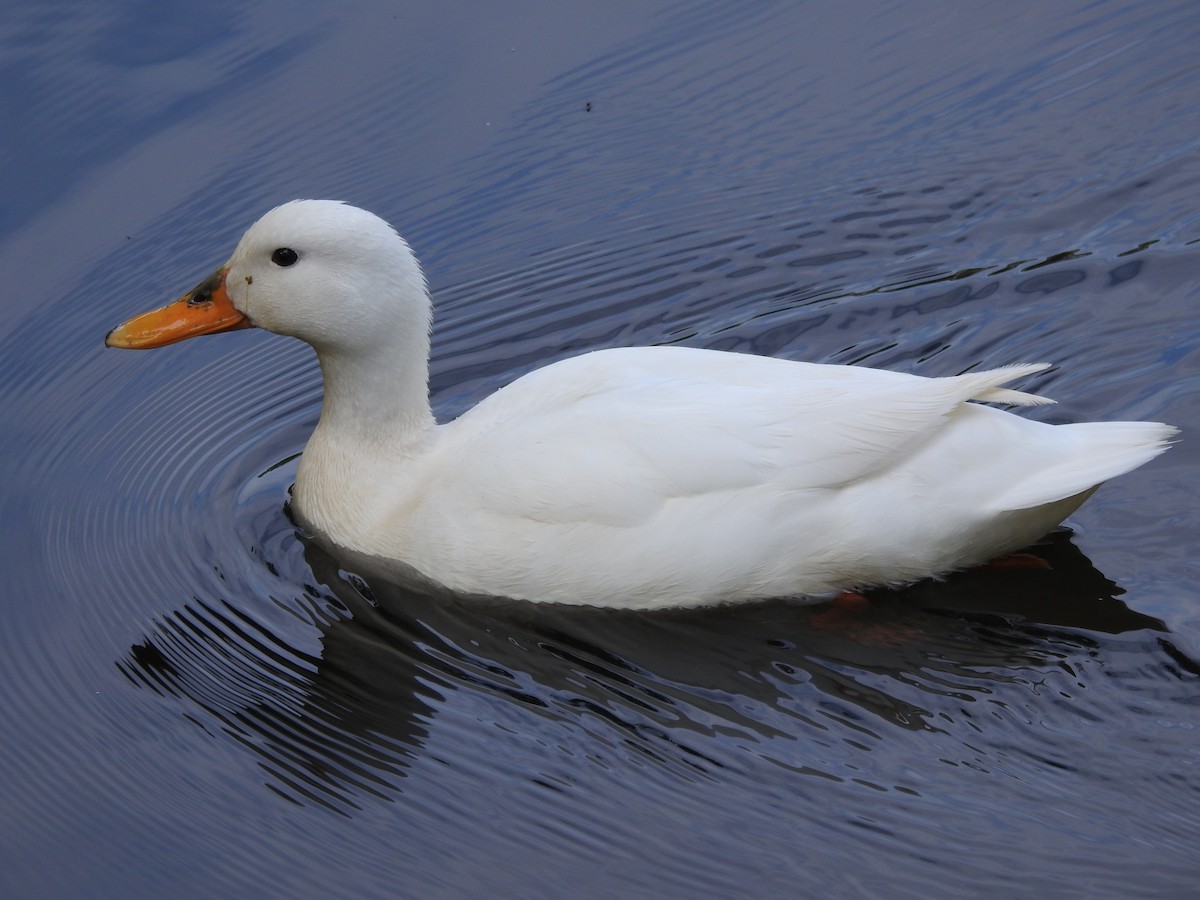 Mallard (Domestic type) - ML571793351