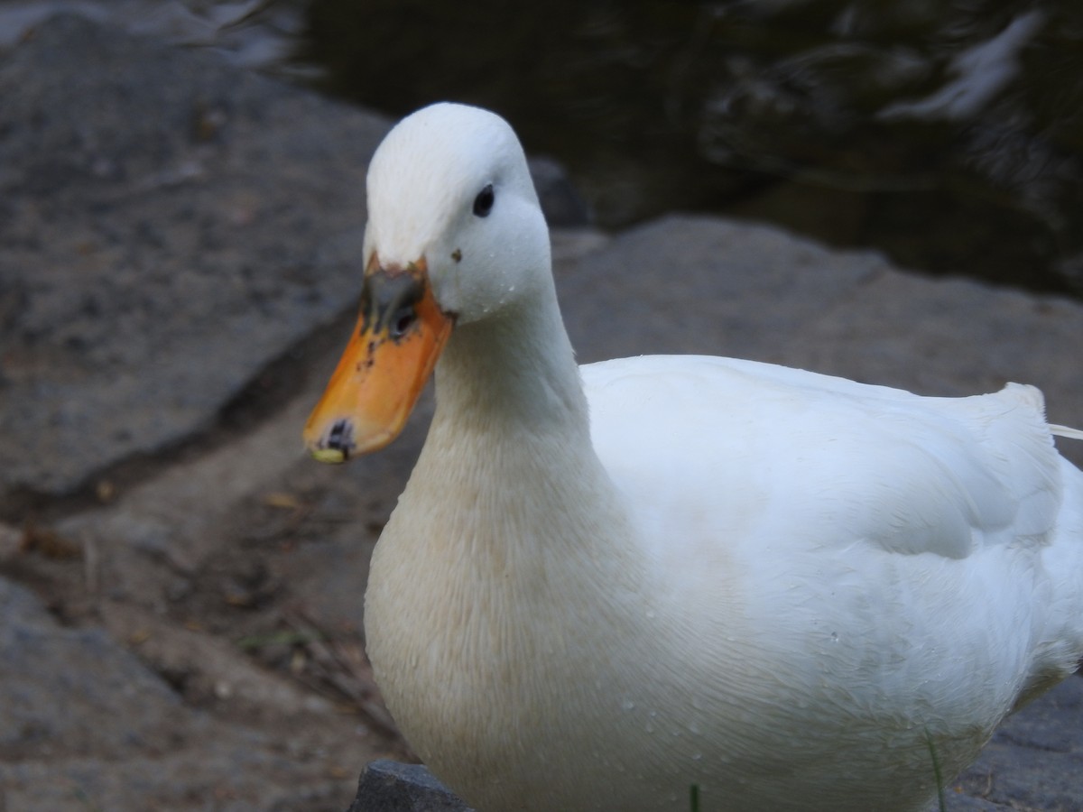 Mallard (Domestic type) - ML571793451