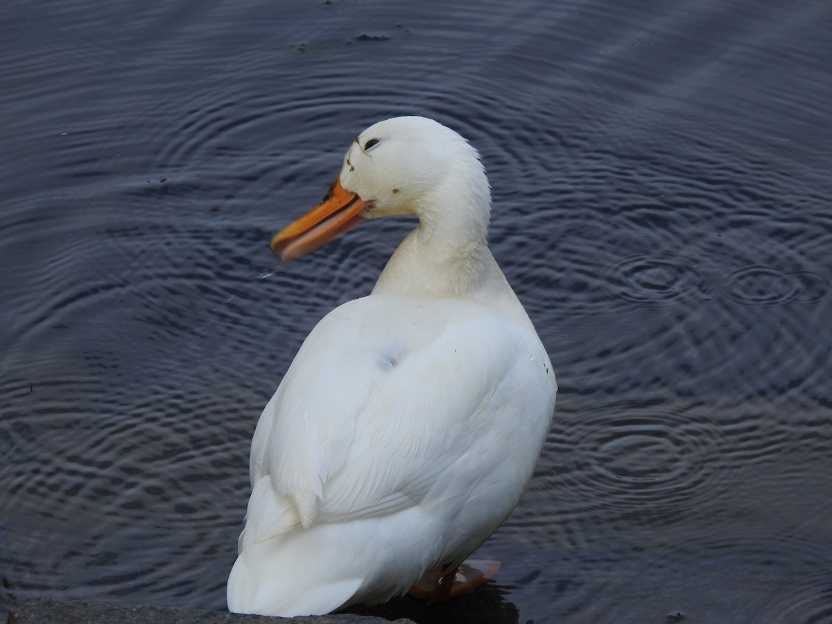 Mallard (Domestic type) - ML571793541