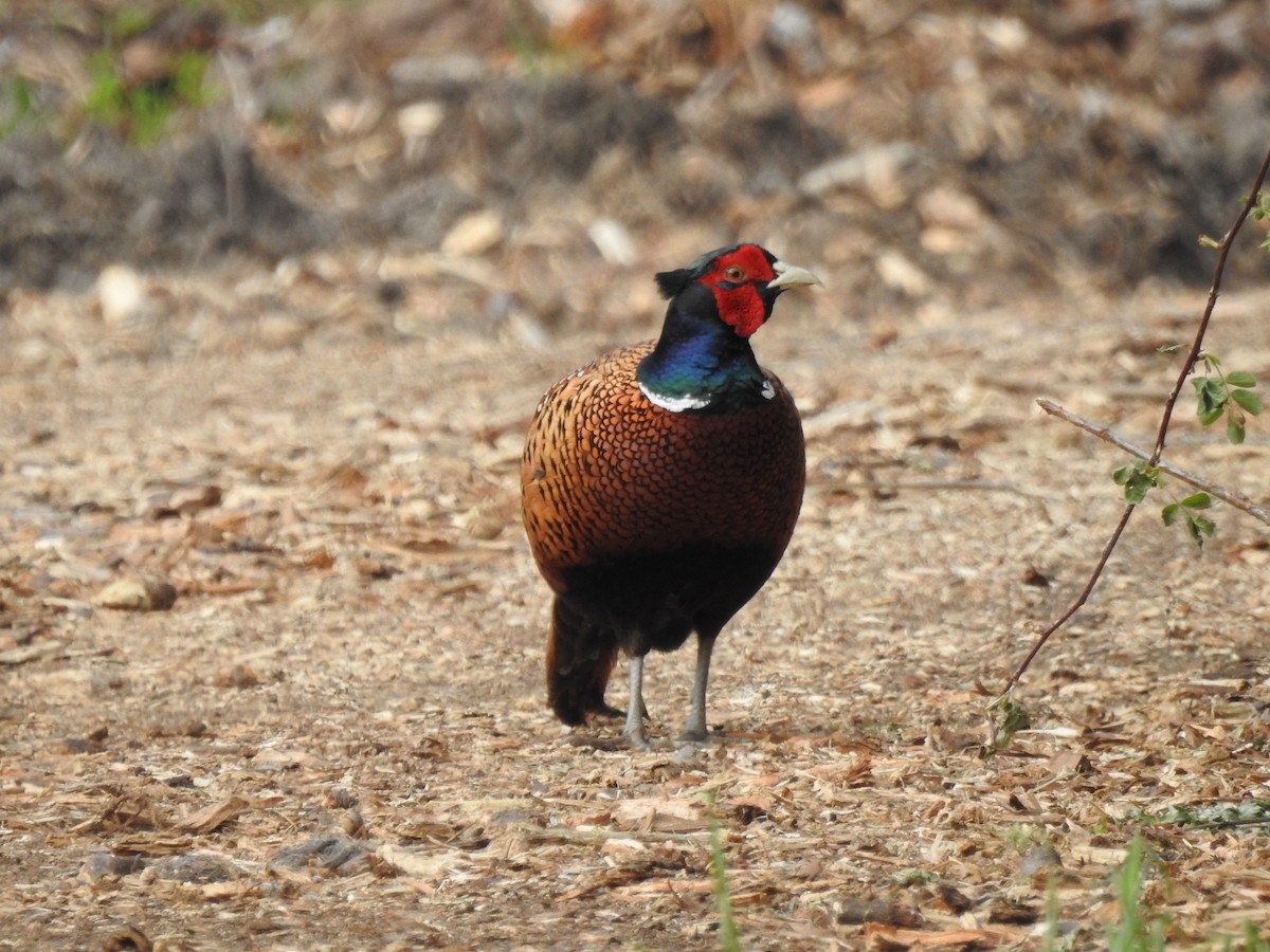 bažant obecný - ML571793611