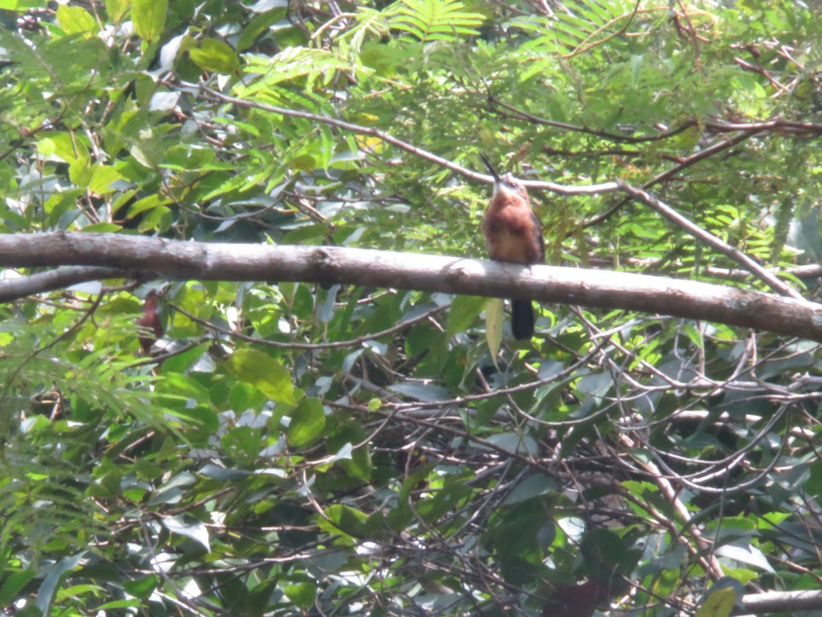 Brown Jacamar - ML571793621