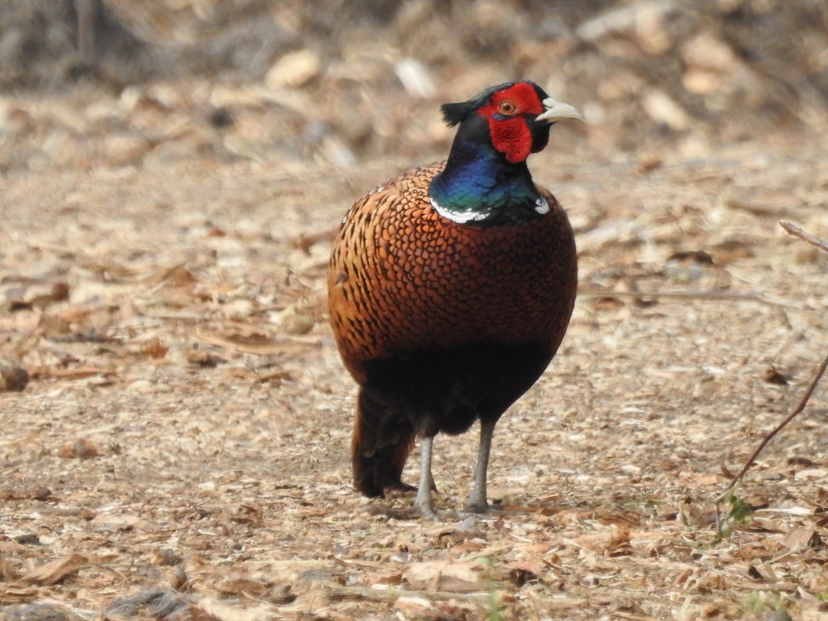 Ring-necked Pheasant - Lucie Dobiášová