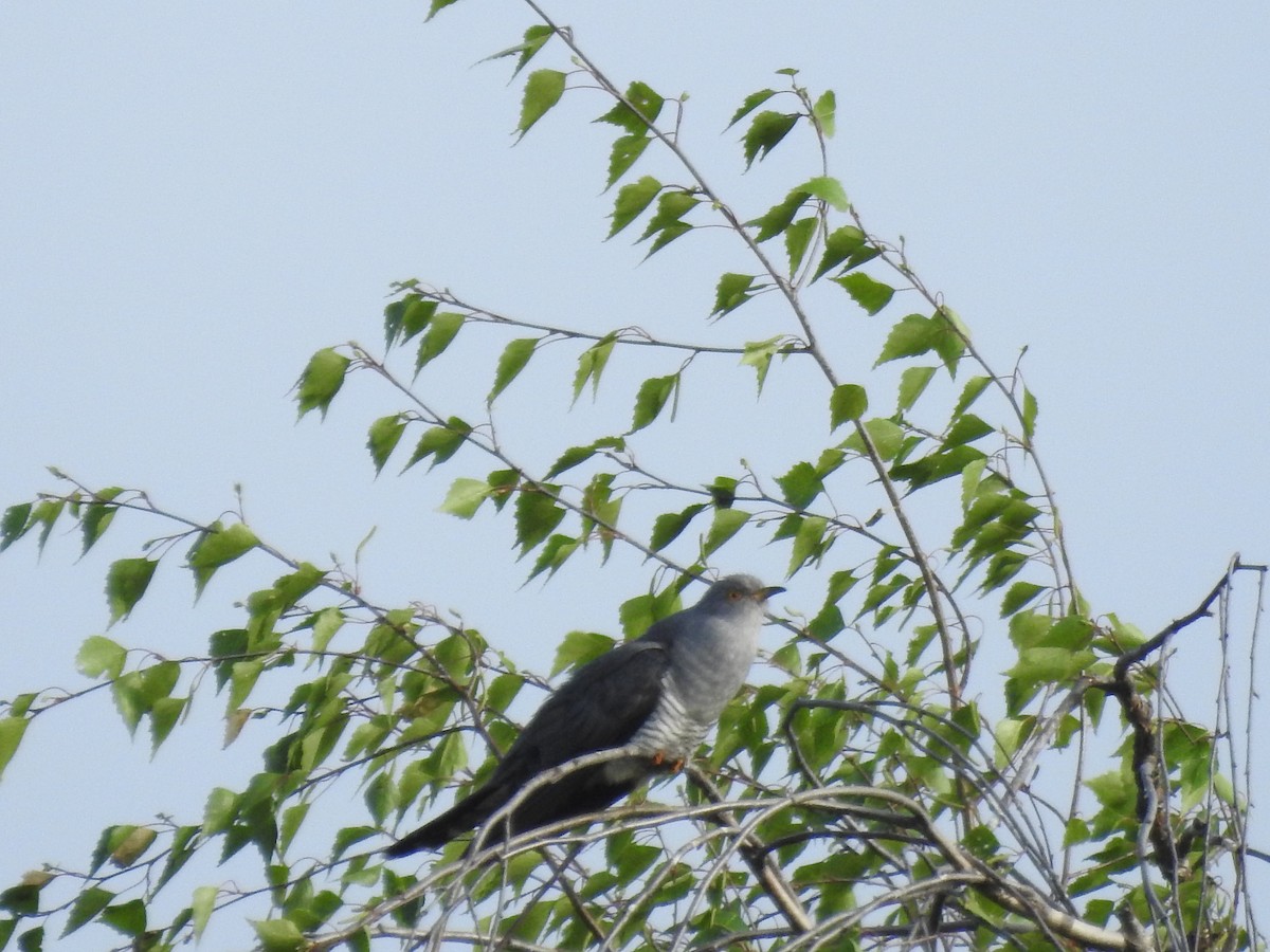 Common Cuckoo - Lucie Dobiášová