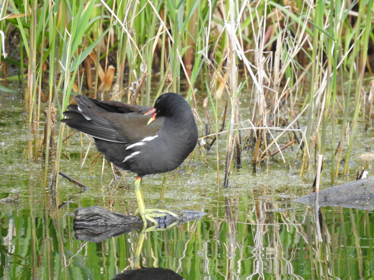 Eurasian Moorhen - ML571793791