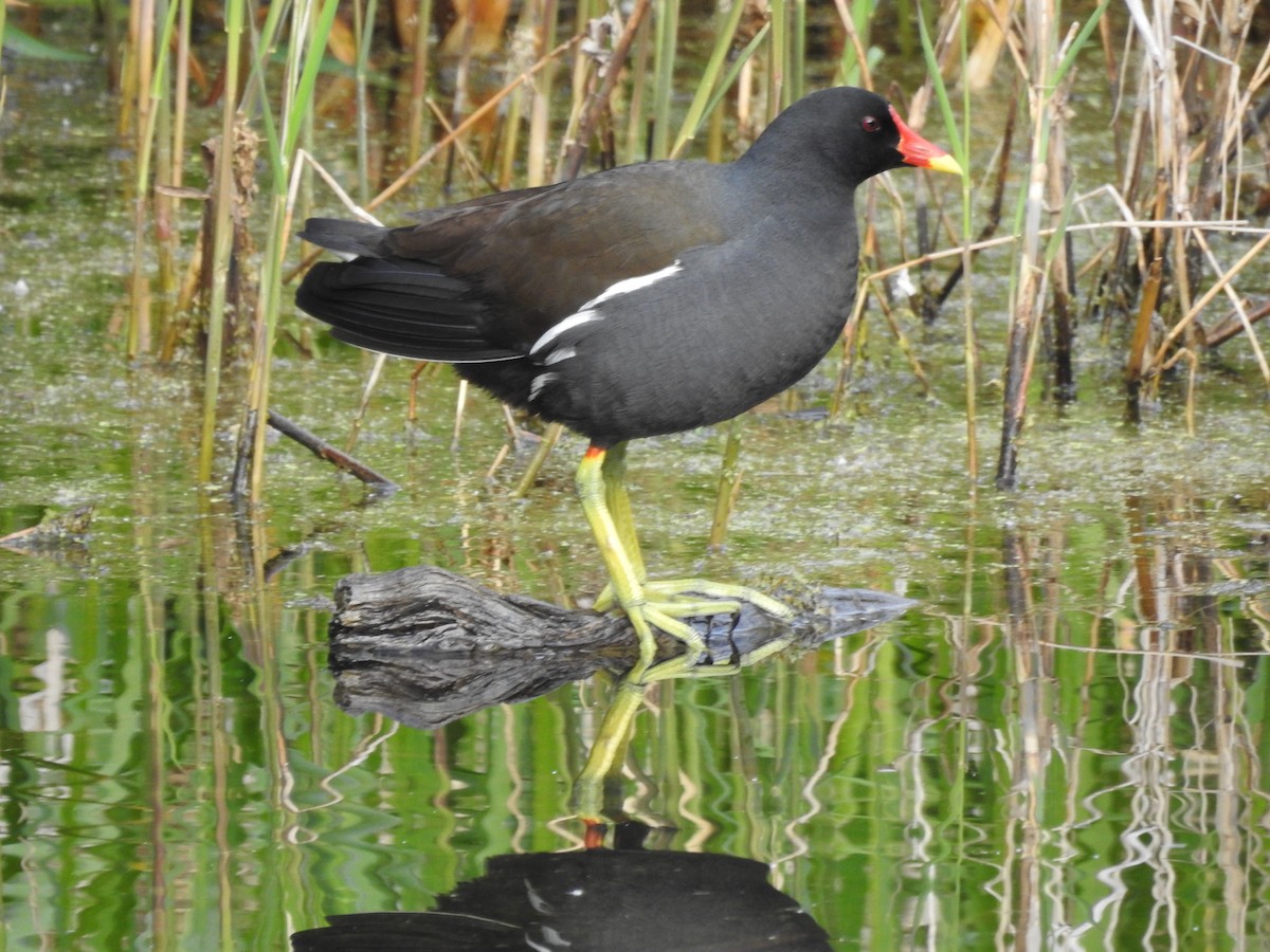 Eurasian Moorhen - ML571793821