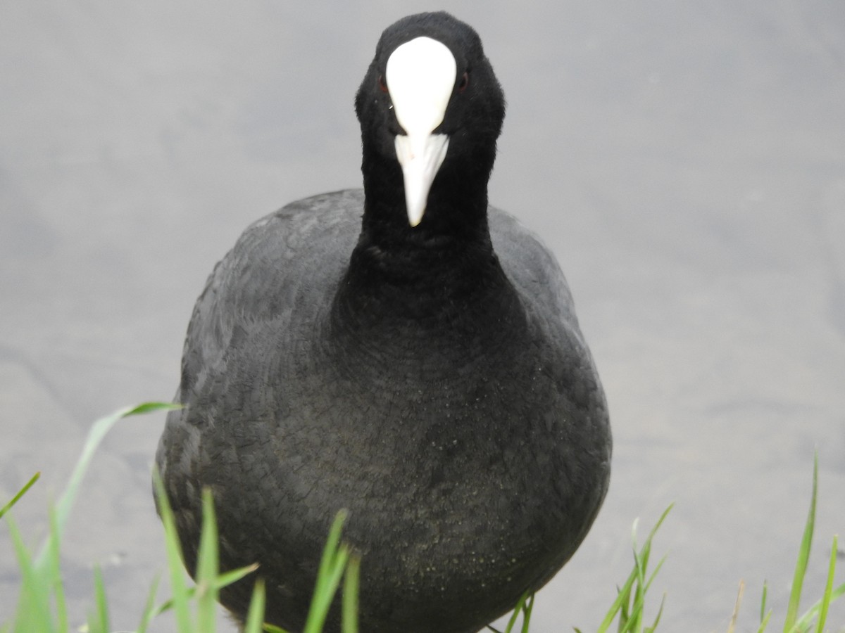 Eurasian Coot - ML571793931