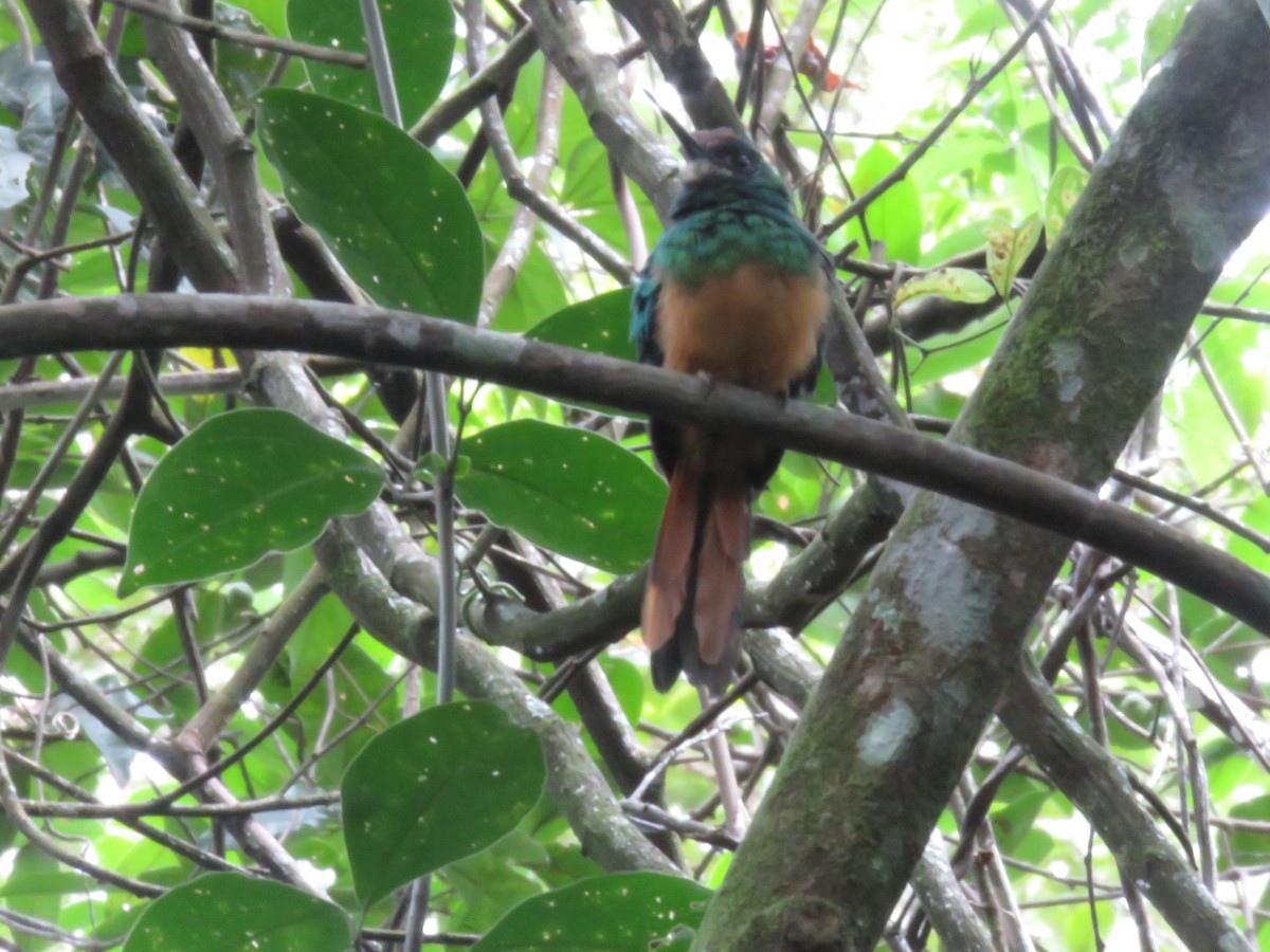 White-chinned Jacamar - ML571793961