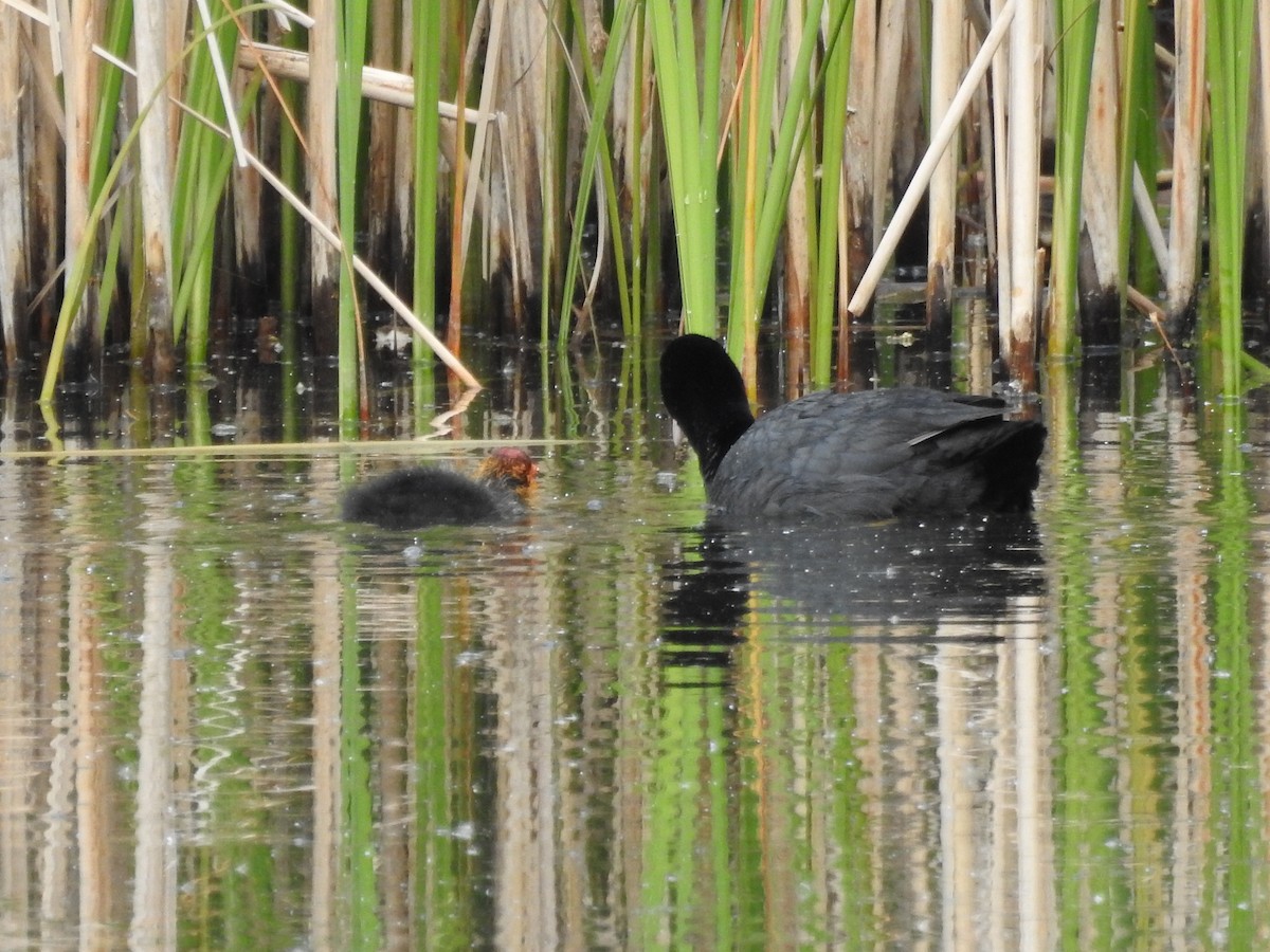 Eurasian Coot - ML571793991