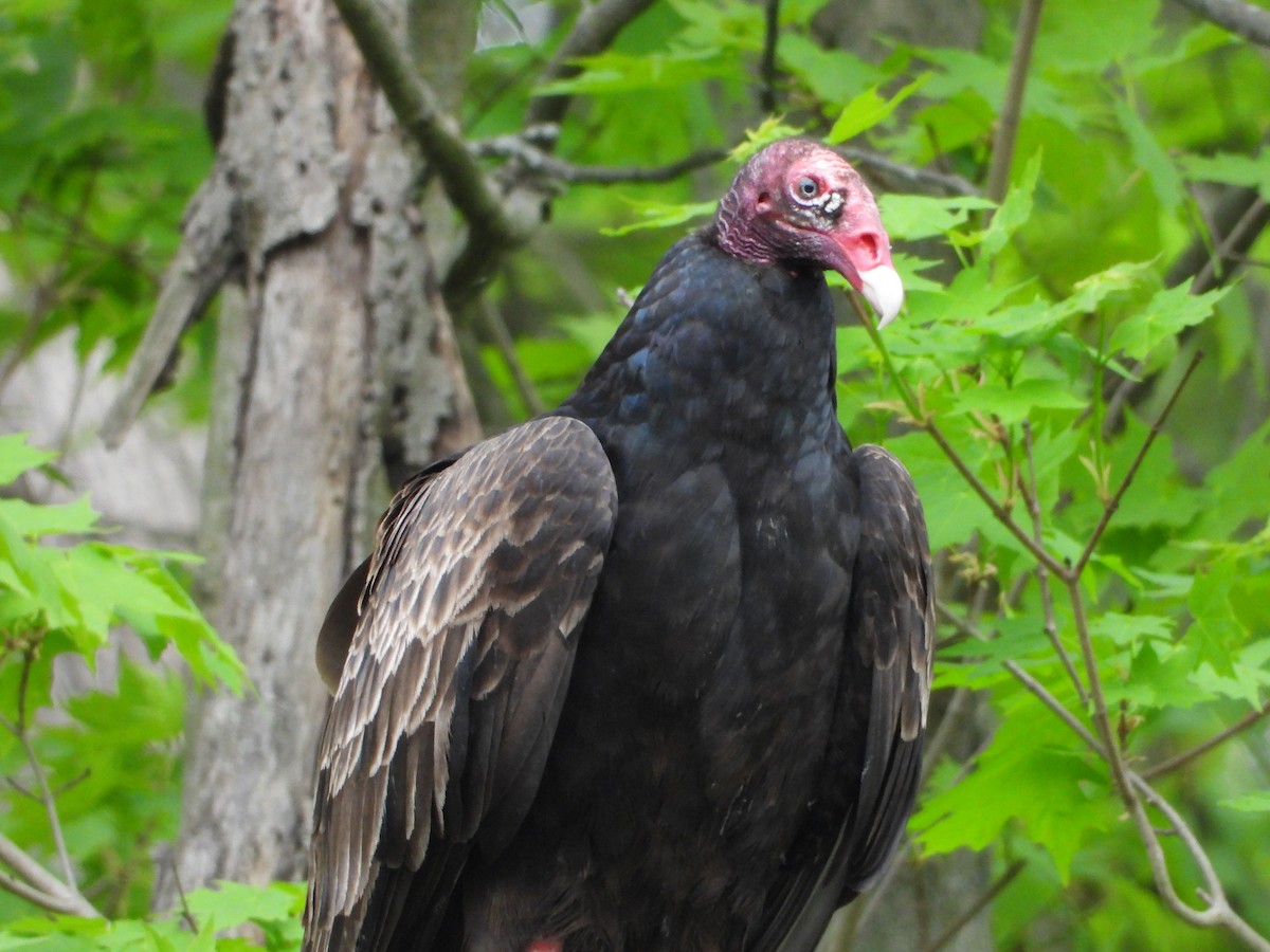 Turkey Vulture - ML571794011