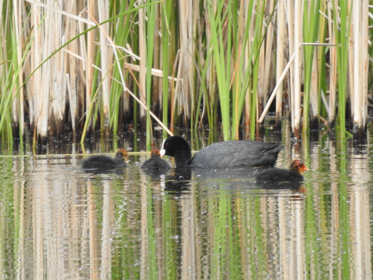 Eurasian Coot - ML571794051