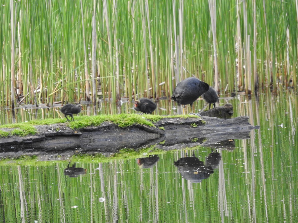 Eurasian Coot - Lucie Dobiášová