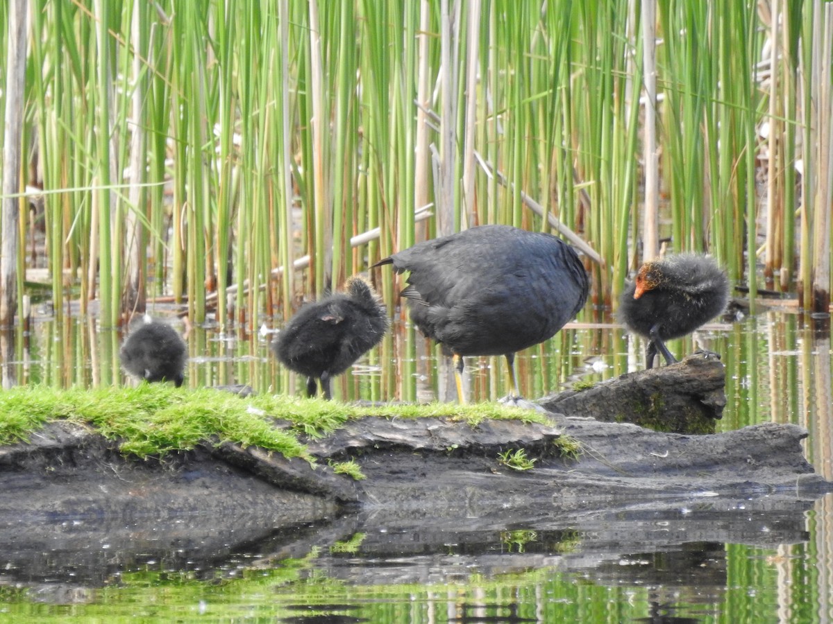 Eurasian Coot - ML571794151
