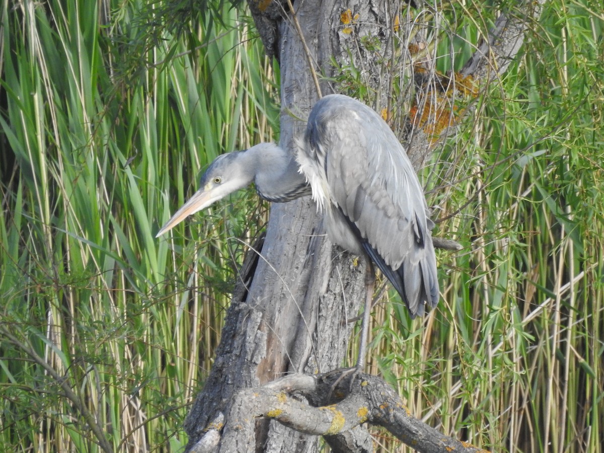 volavka popelavá - ML571794211