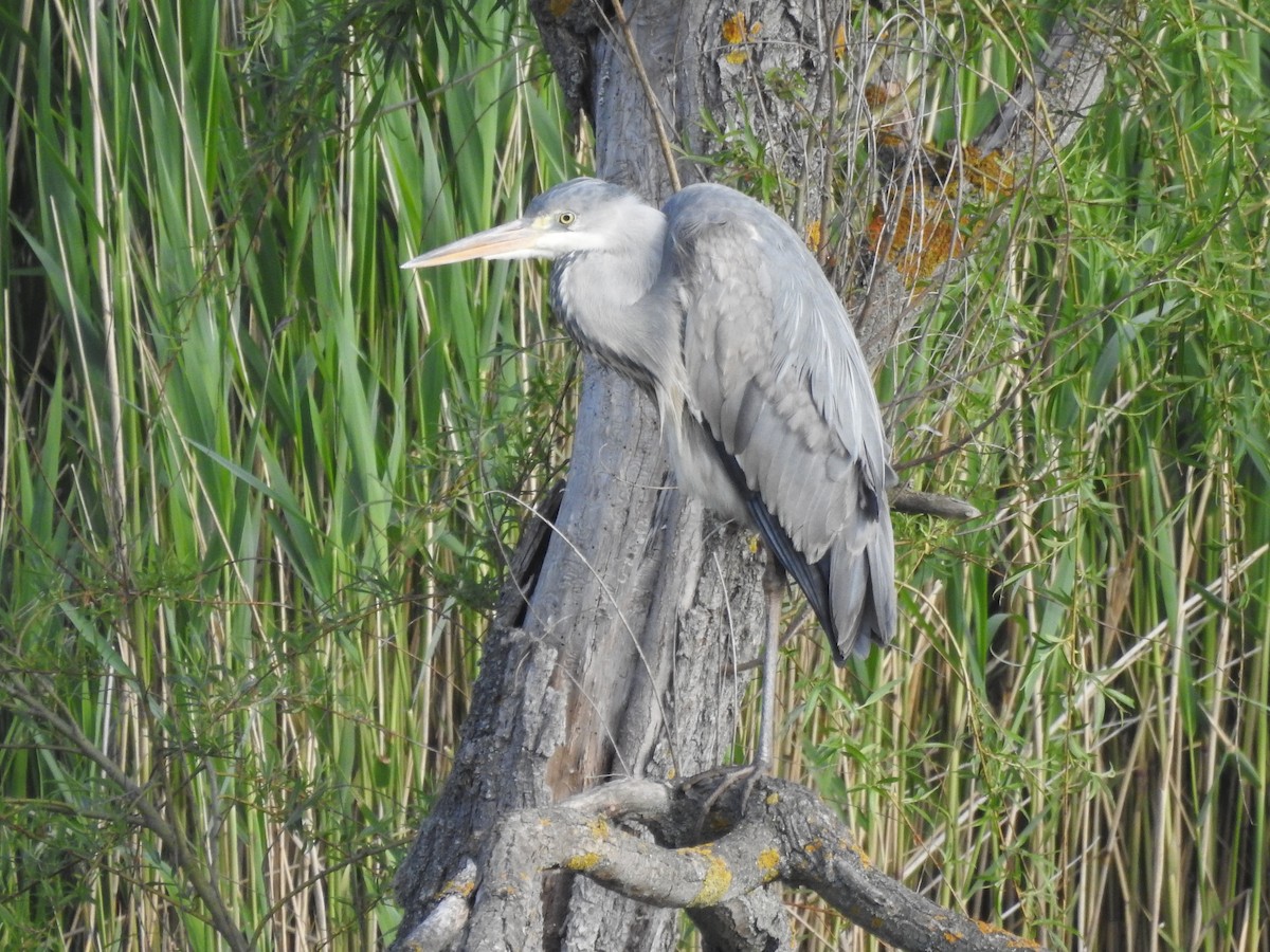 Gray Heron - ML571794251
