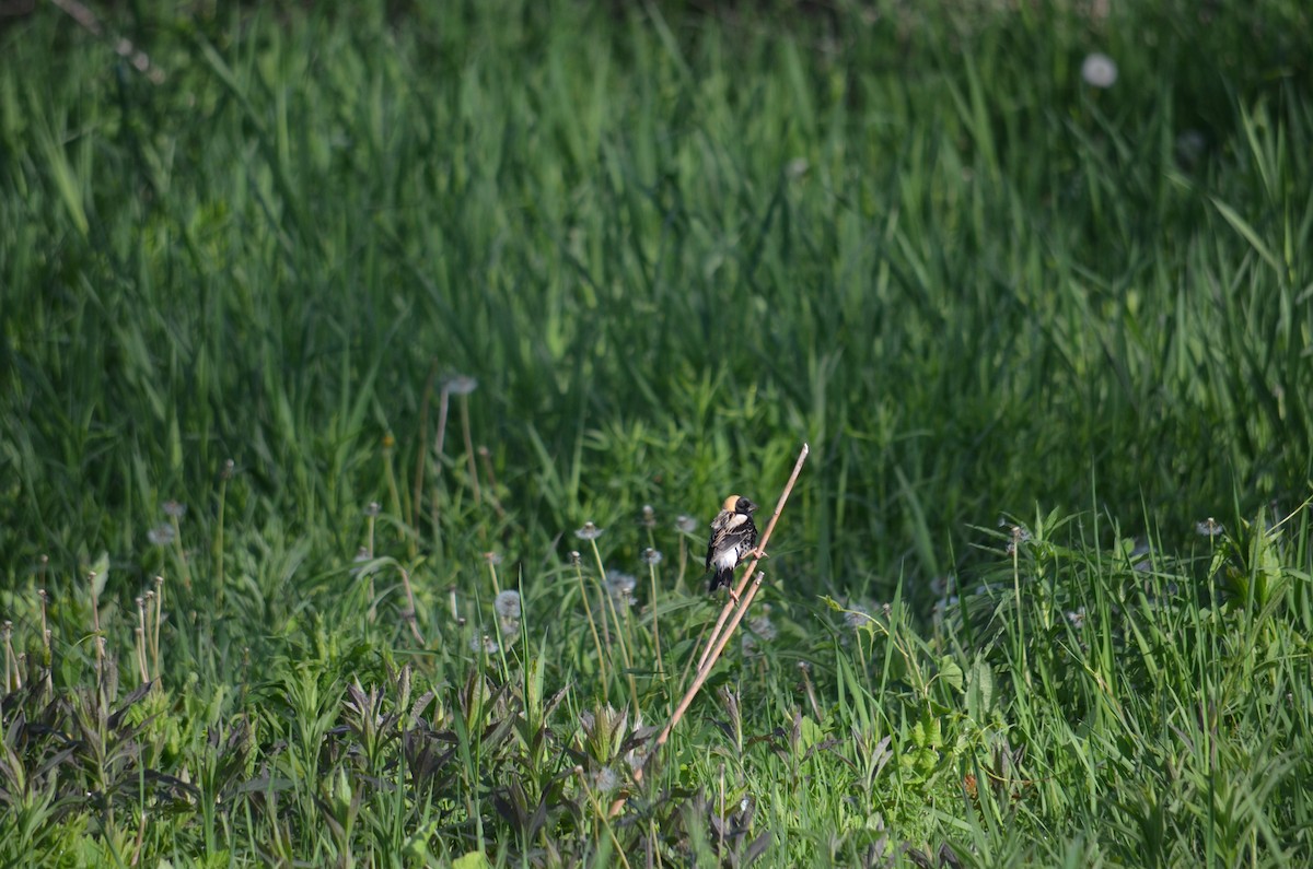 bobolink americký - ML571794271