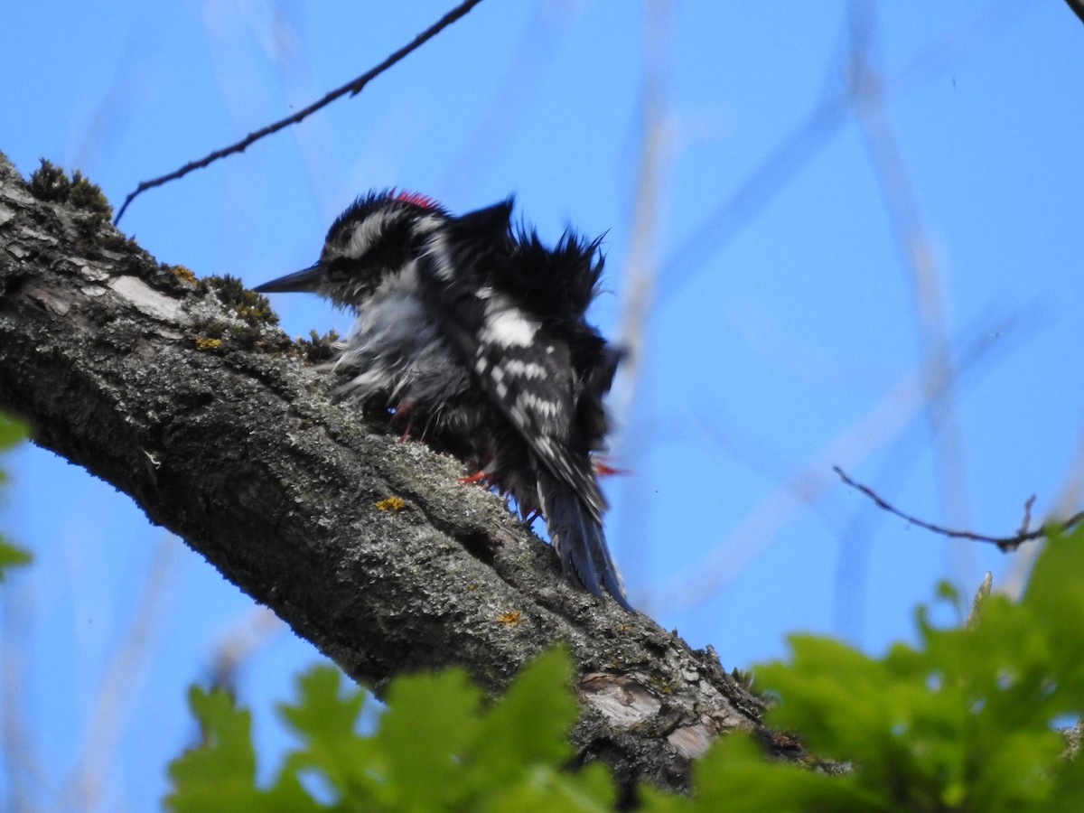 Great Spotted Woodpecker - Lucie Dobiášová