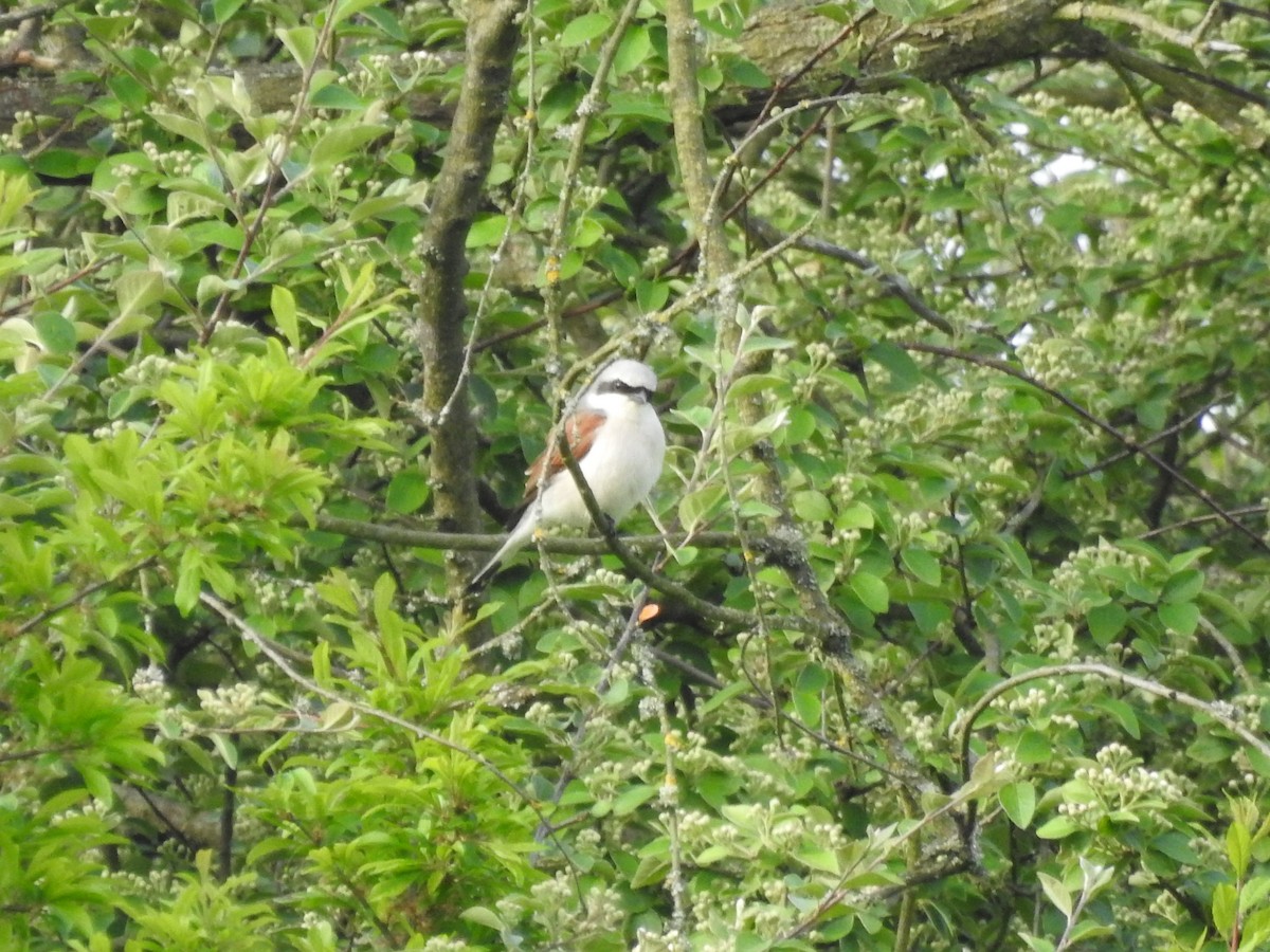 ťuhýk obecný - ML571794331