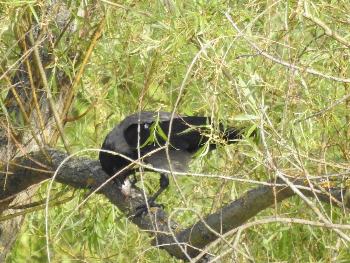 Hooded Crow - Lucie Dobiášová