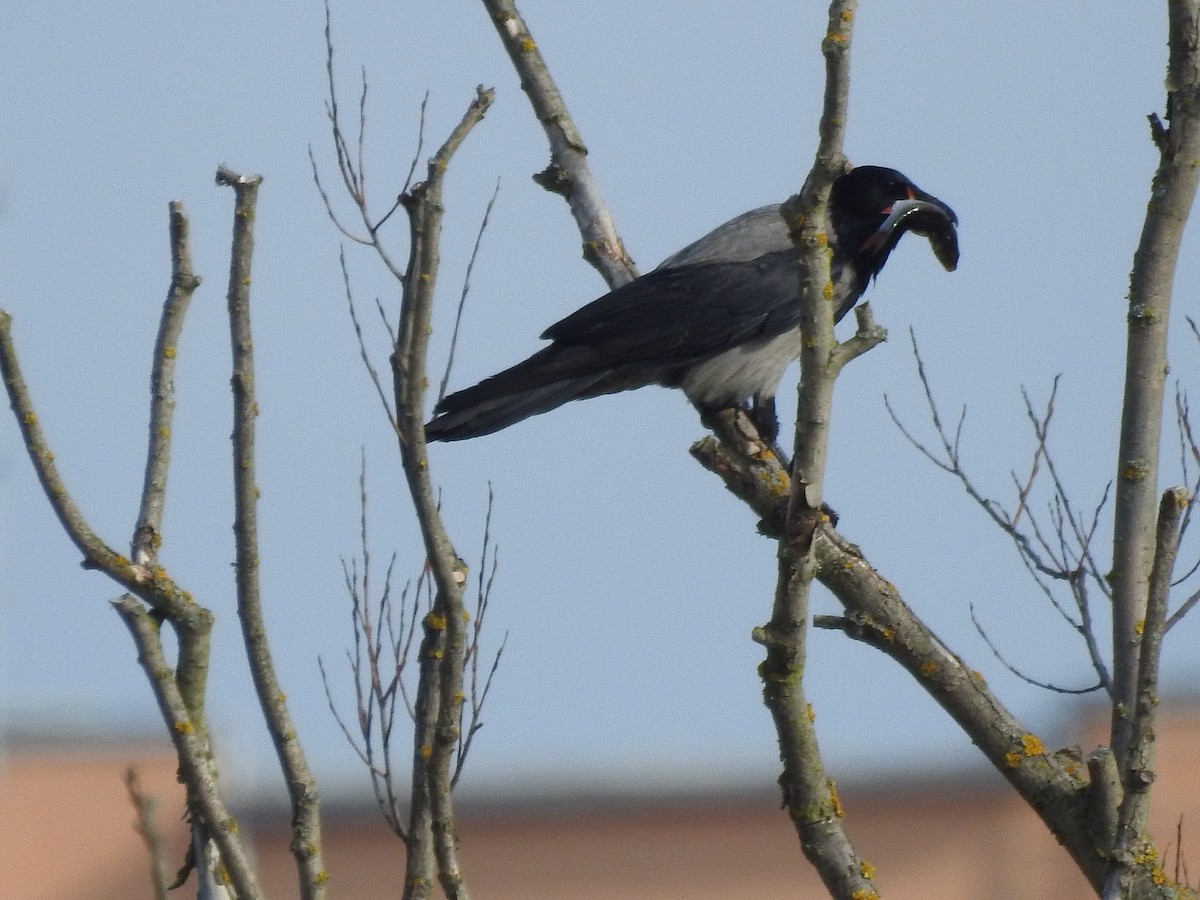 vrána šedá - ML571794511