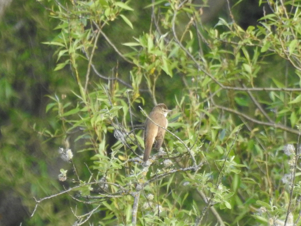 Great Reed Warbler - ML571794611