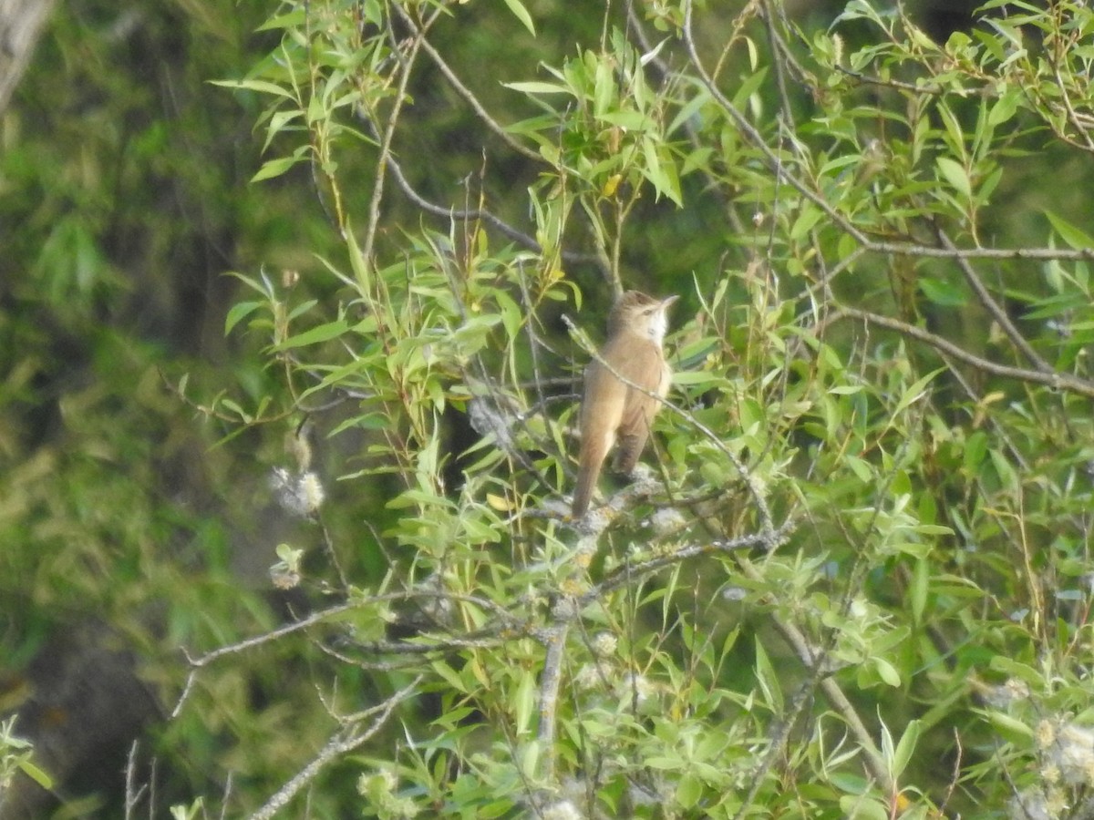 Great Reed Warbler - Lucie Dobiášová