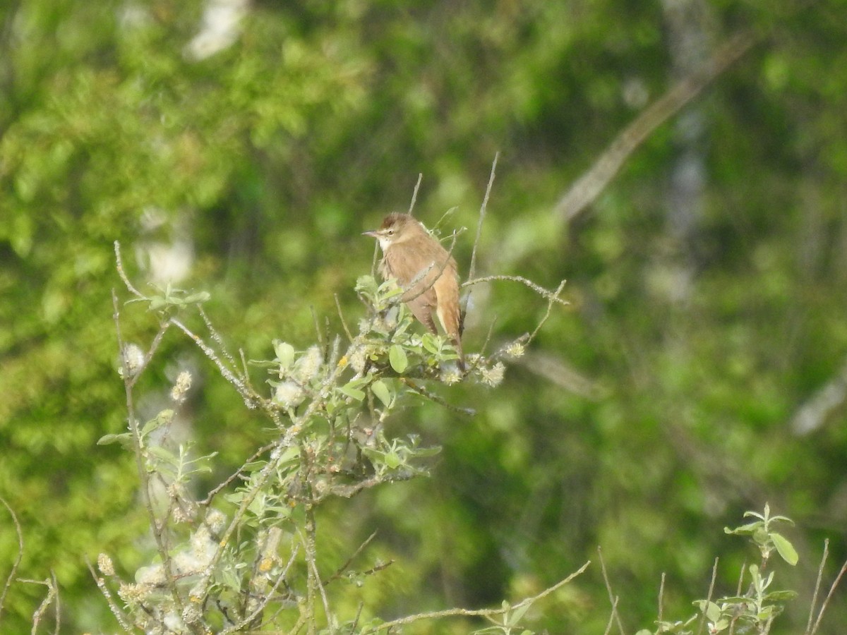 Great Reed Warbler - ML571794671