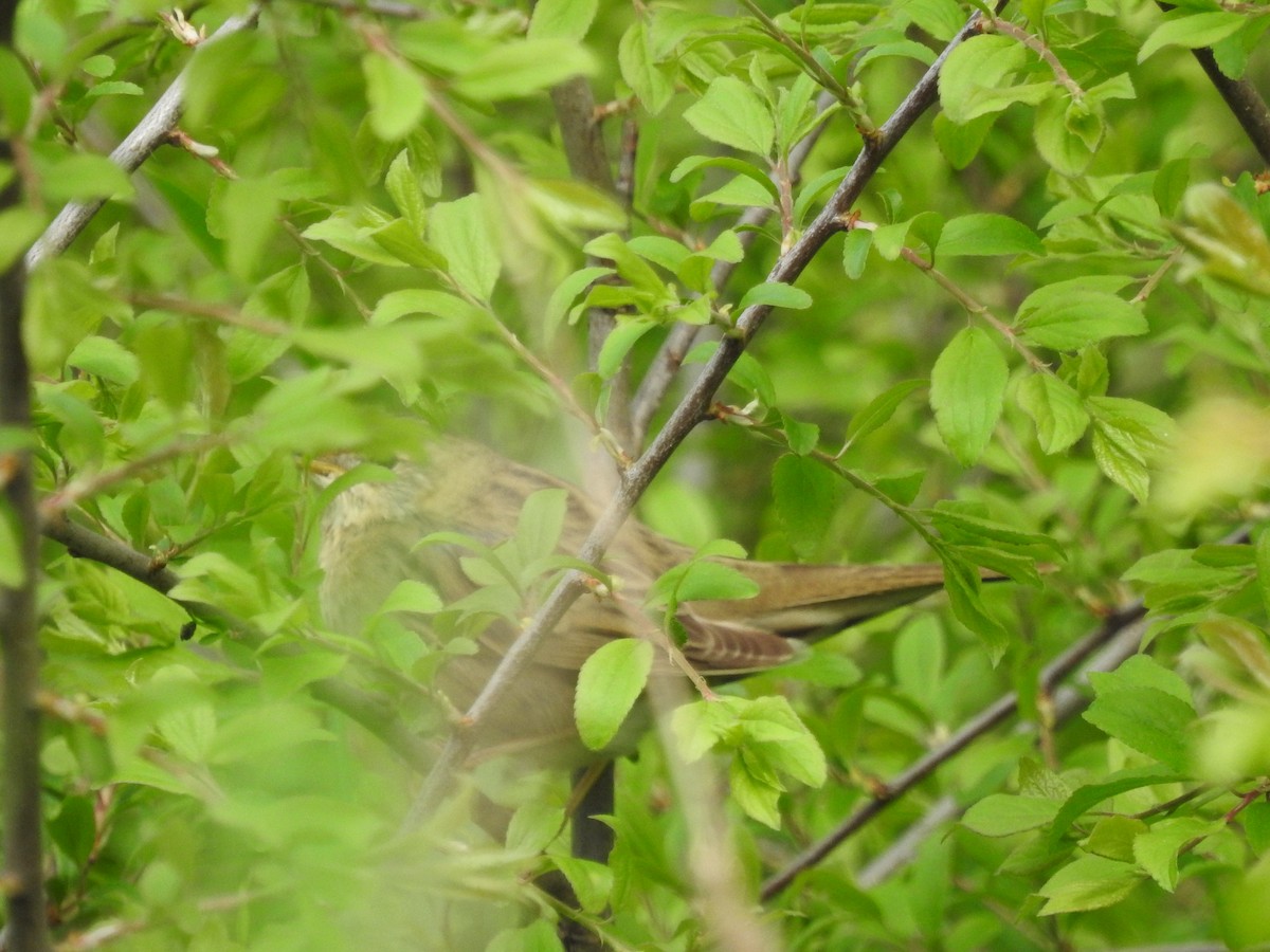 Common Grasshopper Warbler - ML571794721