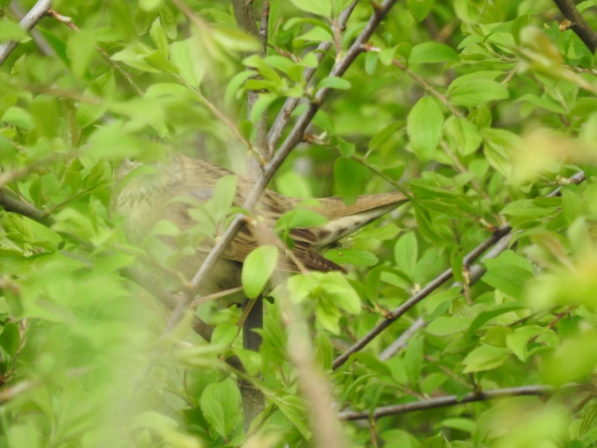 Common Grasshopper Warbler - ML571794771