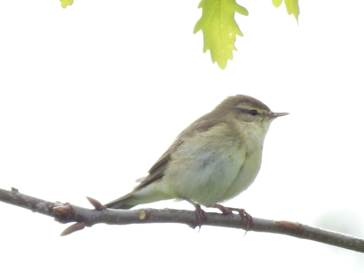 Willow Warbler - Lucie Dobiášová
